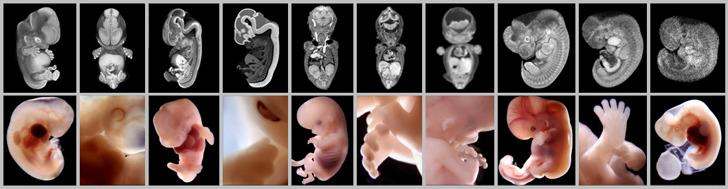 Optical Image Thumbnails - examples